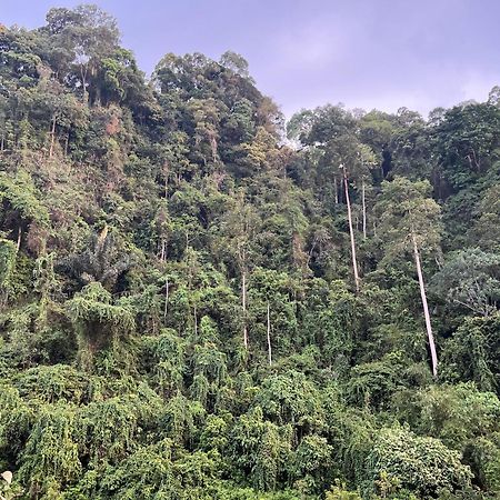 Ridho'S Homestay & Jungle Trekking Bukit Lawang Exterior photo