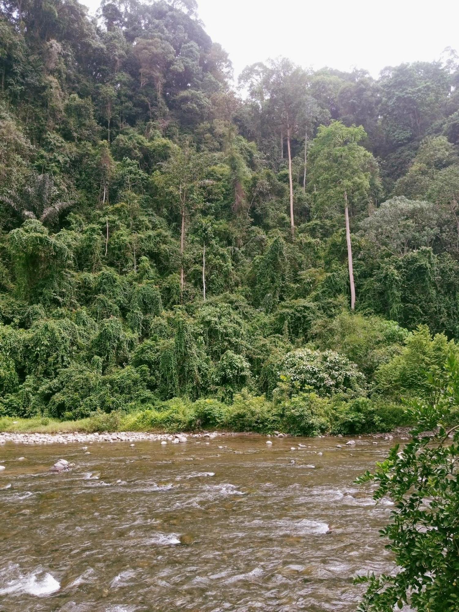 Ridho'S Homestay & Jungle Trekking Bukit Lawang Exterior photo