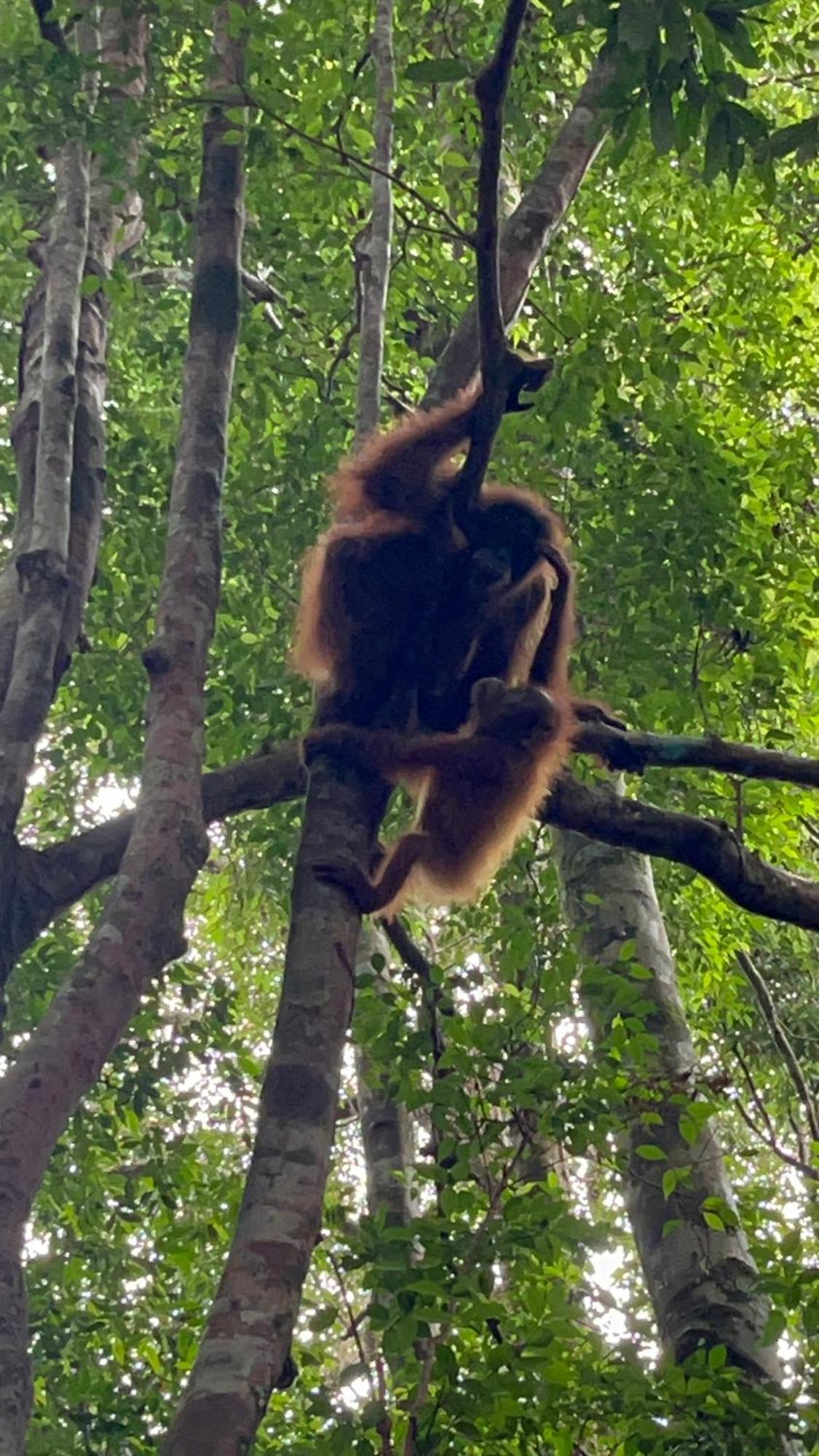 Ridho'S Homestay & Jungle Trekking Bukit Lawang Exterior photo