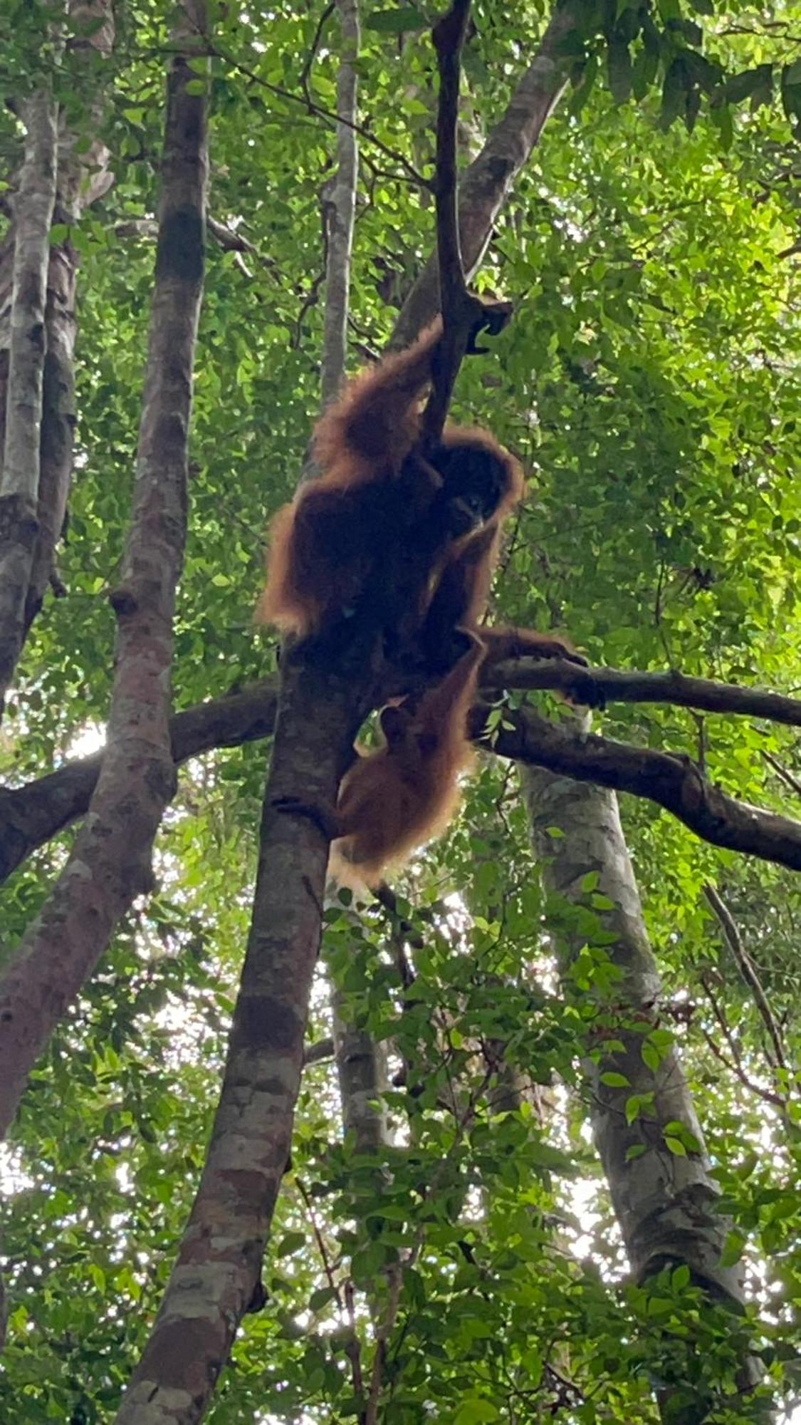 Ridho'S Homestay & Jungle Trekking Bukit Lawang Exterior photo