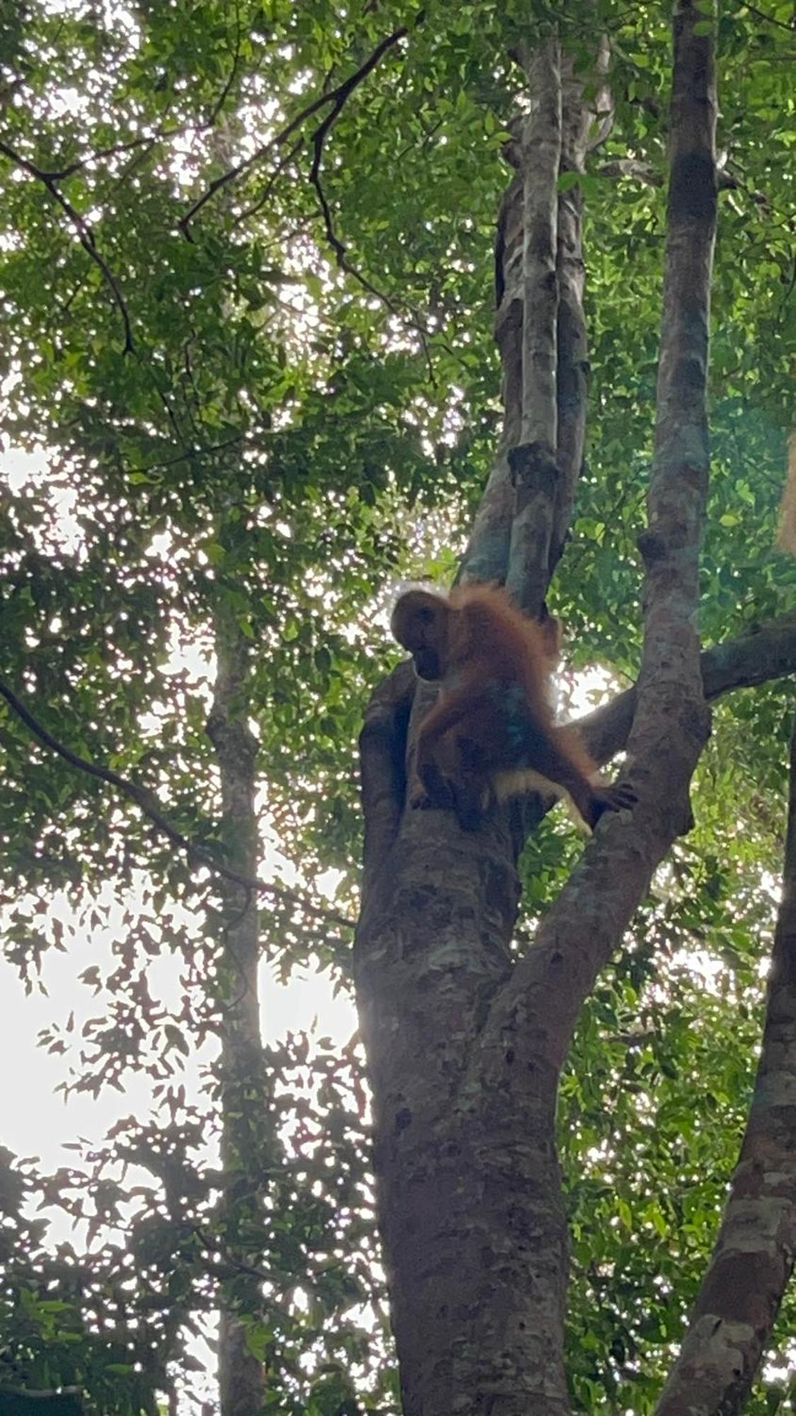 Ridho'S Homestay & Jungle Trekking Bukit Lawang Exterior photo