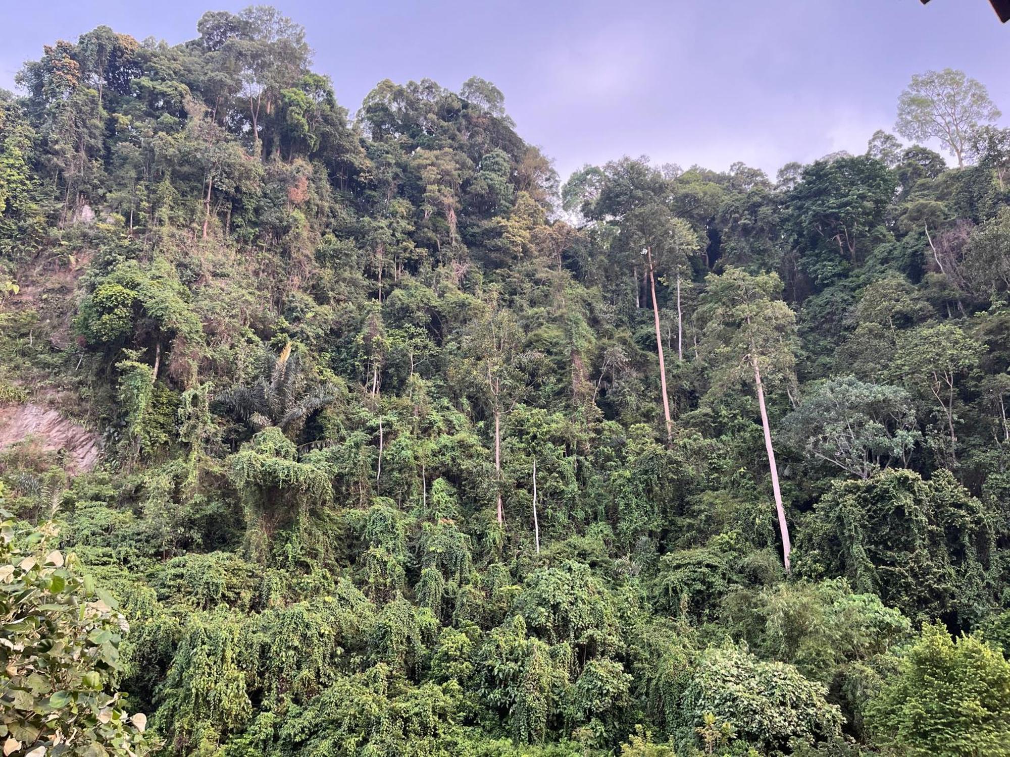 Ridho'S Homestay & Jungle Trekking Bukit Lawang Exterior photo