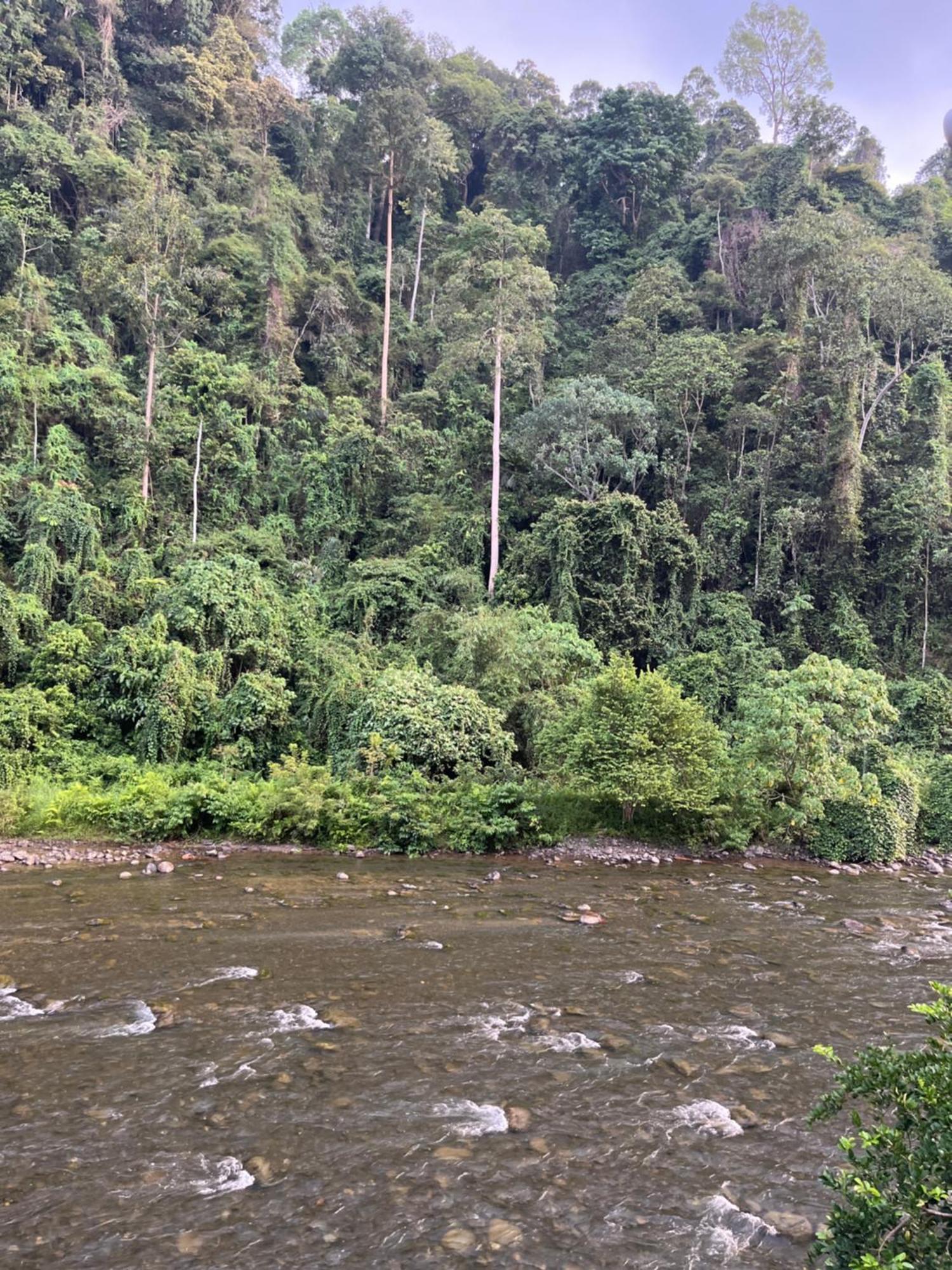 Ridho'S Homestay & Jungle Trekking Bukit Lawang Room photo