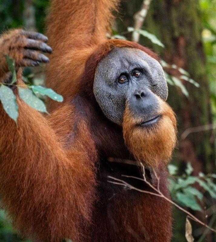 Ridho'S Homestay & Jungle Trekking Bukit Lawang Exterior photo